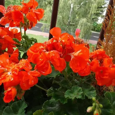 Rodzinny 2 Pokojowy. Widok Na Sniezke. Appartement Karpacz