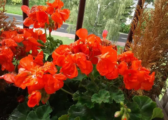 Rodzinny 2 Pokojowy. Widok Na Sniezke. Lägenhet Karpacz